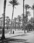 People Walking Through a Forest of Palm Trees