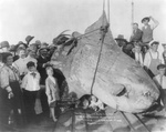 3500 lb Sun Fish