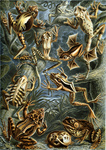 Ernst Haeckels Frogs