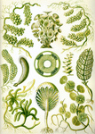 Chlorophyta, Green Algae