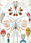 Copepoda