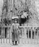 President Roosevelt, Big Tree Grove
