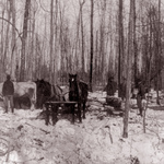 Logging in a Forest