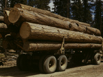 Logging Ponderosa Pine