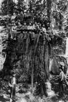 Lumberjacks on a Stump