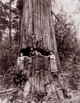 Lumberjack Posing in Tree