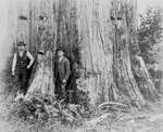 Giant Cedar Tree
