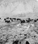 Bison Herd at Yellowstone