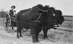 Bison Pulling a Woman in a Cart