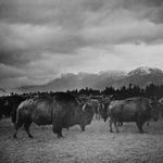 Bison in Butte, Montana