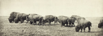 Group of Bison
