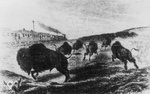 Hunters Shooting Buffalo From a Train