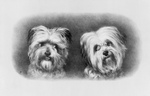 Two Terrier Dogs