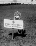 American Red Cross Dog