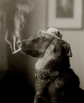 Dog Smoking a Cigarette and Being Humanlike