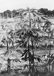 Marijuana Plant (Cannabis sativa)
