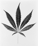 Black and White Marijuana Leaf
