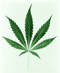 Green Pot Leaf