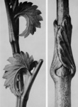 Sanguisorba and Swallowwort Plants