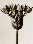 Head of an Allium