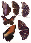 Morpho Butterflies
