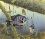 Picture of a Redear Sunfish (Lepomis microlophus)