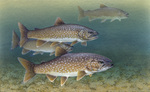 Picture of a Lake Trout