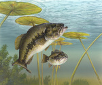Picture of Black Bass, Green Trout, Bigmouth Bass, Lineside Bass, Largemouth Bass (Micropterus salmoides)