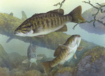Picture of Smallmouth Bass (Micropterus dolomieu)