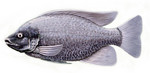 Clipart Image Illustration of a Tilapia Cichlid Fish