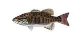 Clipart Image Illustration of a Smallmouth Bass Fish (Micropterus dolomieu)