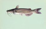 Clipart Image Illustration of a Channel Catfish (Ictalurus punctalus)