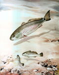 Clipart Image Illustration of Channel Bass Fish Swimming