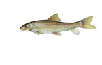 Clipart Image Illustration of a Spotted Sucker Fish (Minytrema melanops)