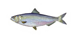 Clipart Image Illustration of a Blueback Herring Fish (Alosa aestivalis)