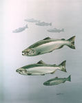 Clipart Image Illustration of King Salmon Fish Swimming in Blue Waters