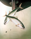 Clipart Image Illustration of Yellowtail Fish (Seriola lalandei) Swimming After Hooks Under a Boat