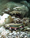 Clipart Image Illustration of Brook Trout Fish Swimming on a Rocky Bottom