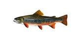 Clipart Image Illustration of Brook Trout Fish (Salvelinus fontinalis)