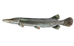 Clipart Image Illustration of an Alligator Gar Fish (Atractosteus spathula)