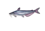 Clipart Image Illustration of a Blue Catfish (Ictalurus furcatus)