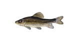 Clipart Image Illustration of a Creek Chubsucker Fish (Erimyzon oblongus)