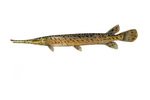 Clipart Image Illustration of a Spotted Gar fish (Lepisosteus oculatus)