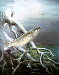 Clipart Image Illustration of a Brown Trout Fish Swimming by Underwater Tree Roots