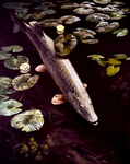 Clipart Image Illustration of a Northern Pike Fish Swimming by Lilypads