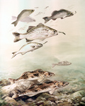 Clipart Image Illustration of Sauger and White Bass Fish Swimming