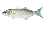 Clipart Image Illustration of a Bluefish (Pomatomous saltator)