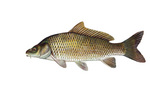 Clipart Image Illustration of a Common Carp or European Carp Fish (Cyprinus carpio)