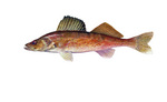 Clipart Image Illustration of a Walleye Fish (Stizostedion canadense)