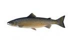 Clipart Image Illustration of an Atlantic Salmon (Salmo salar)